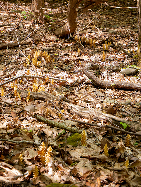 Conopholis americana (American cancer-root) #83377