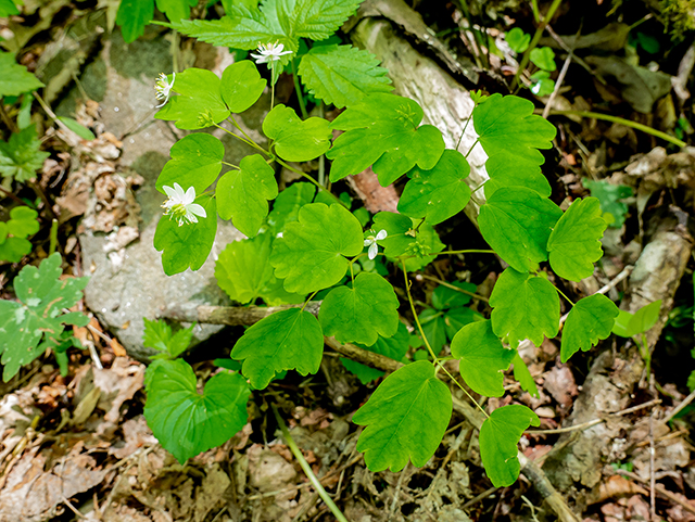 Thalictrum thalictroides (Rue anemone) #83382