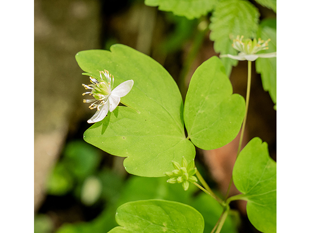 Thalictrum thalictroides (Rue anemone) #83383