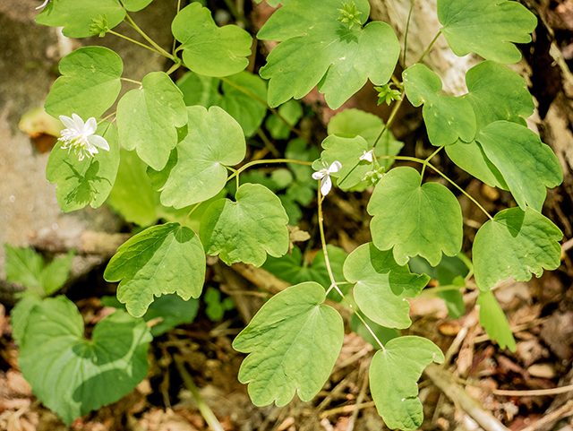 Thalictrum thalictroides (Rue anemone) #83384