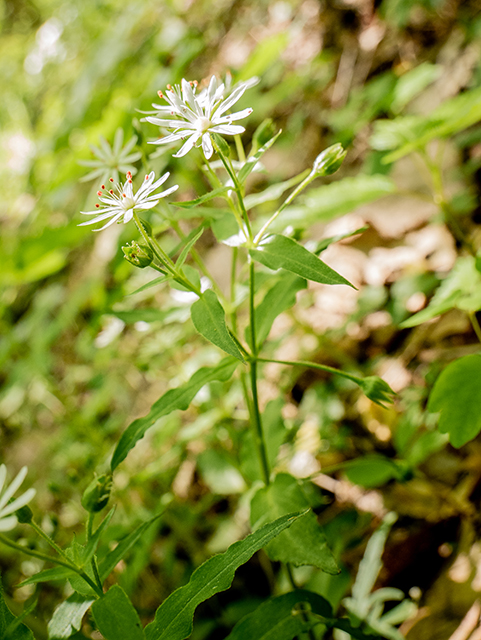 Stellaria pubera (Star chickweed) #83386