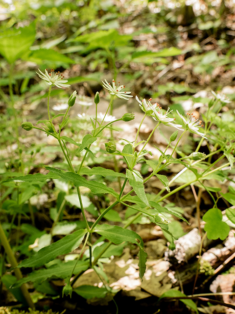 Stellaria pubera (Star chickweed) #83387