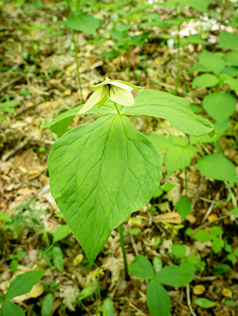 Trillium erectum (Red trillium) #83388