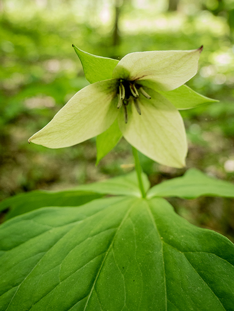 Trillium erectum (Red trillium) #83389