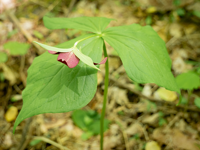 Trillium erectum (Red trillium) #83390