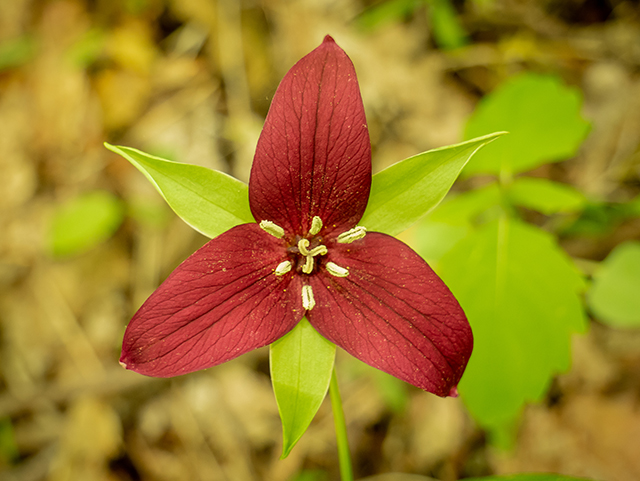 Trillium erectum (Red trillium) #83391