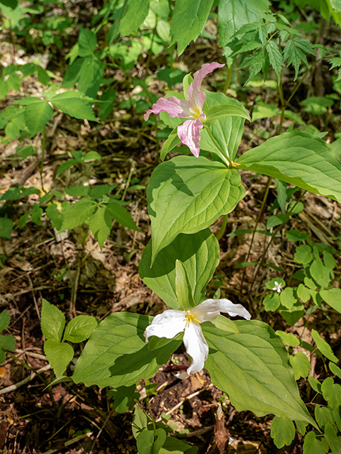 Trillium grandiflorum (White wake-robin) #83392