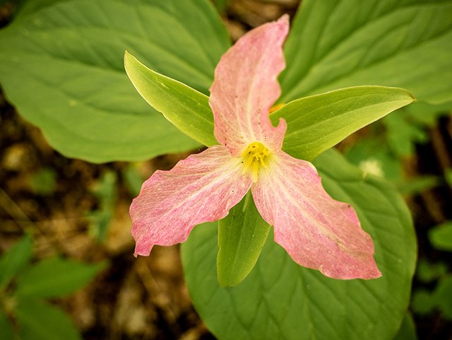 Trillium grandiflorum (White wake-robin) #83393