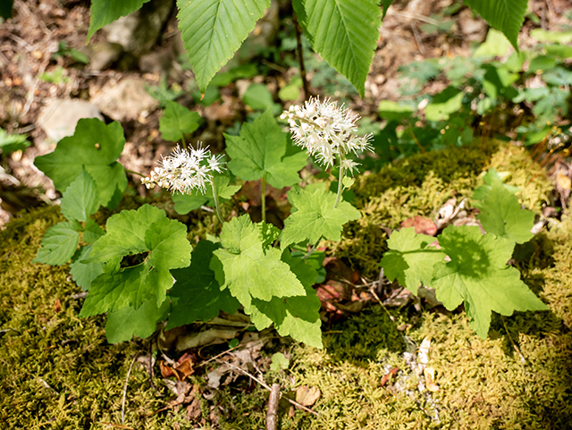 Tiarella cordifolia (Heartleaf foamflower) #83394