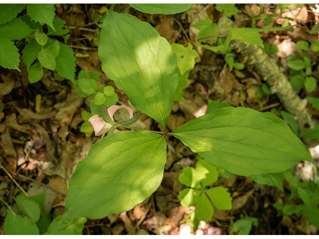 Trillium catesbaei (Bashful wakerobin) #83403