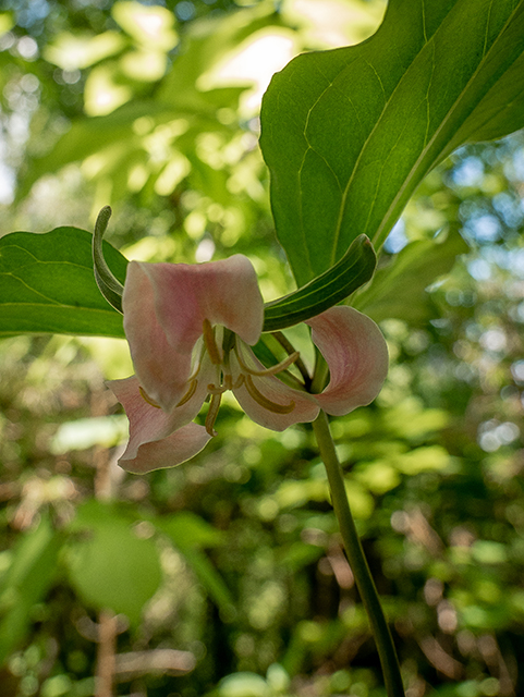 Trillium catesbaei (Bashful wakerobin) #83404