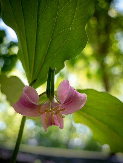 Trillium catesbaei (Bashful wakerobin) #83405