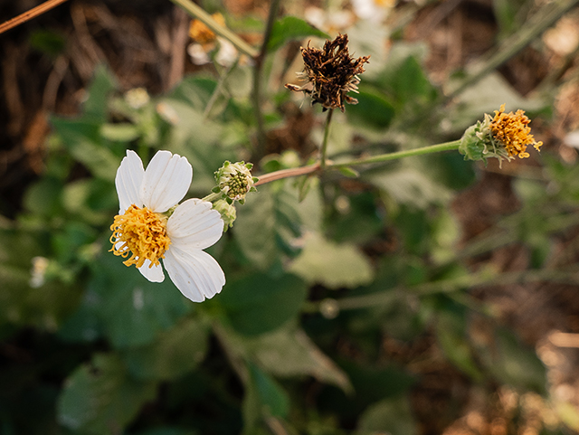 Bidens alba (Common beggarticks) #83420