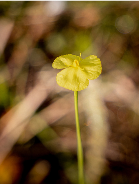 Xyris baldwiniana (Baldwin's yelloweyed grass) #83451