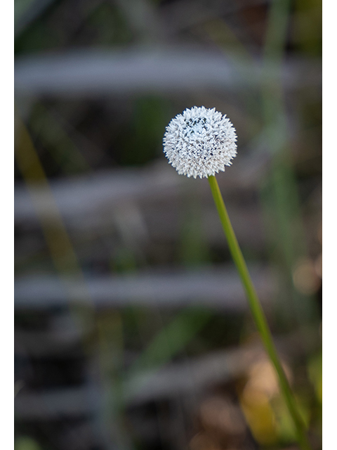 Eriocaulon decangulare (Ten-angle pipewort) #83452