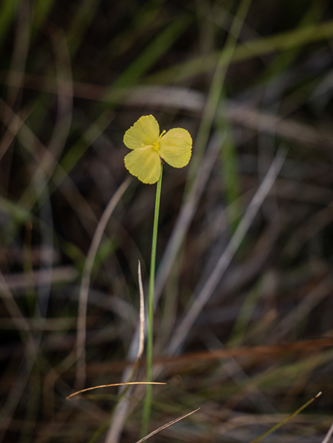 Xyris baldwiniana (Baldwin's yelloweyed grass) #83459