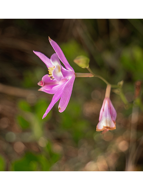 Calopogon barbatus (Bearded grasspink) #83471