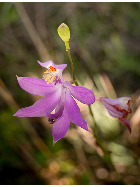 Calopogon barbatus (Bearded grasspink) #83472