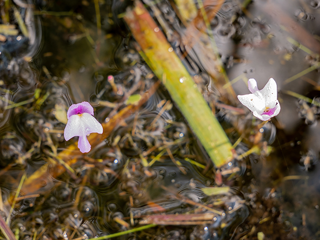 Utricularia purpurea (Eastern purple bladderwort) #83506