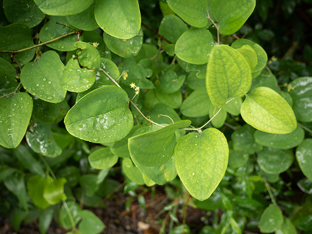 Smilax rotundifolia (Roundleaf greenbriar) #83522