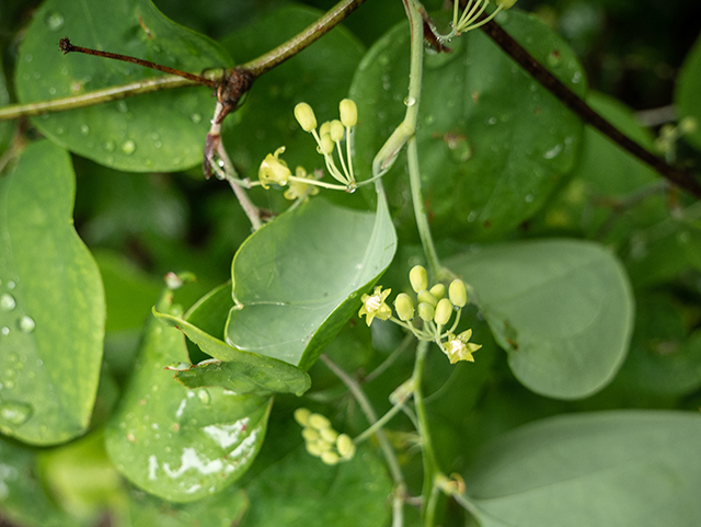 Smilax rotundifolia (Roundleaf greenbriar) #83524