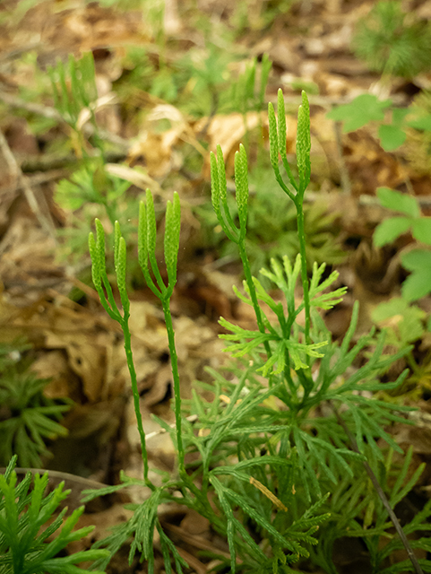 Lycopodium digitatum (Fan clubmoss) #83530