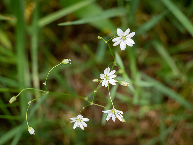 Stellaria pubera (Star chickweed) #83532