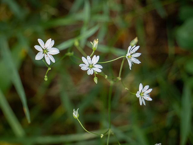 Stellaria pubera (Star chickweed) #83533