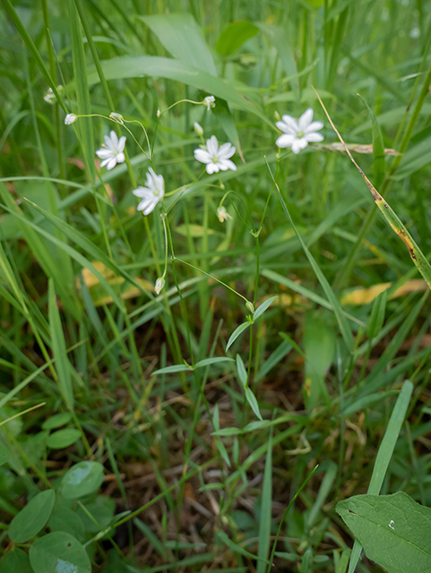 Stellaria pubera (Star chickweed) #83534