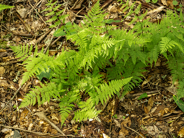 Athyrium filix-femina ssp. asplenioides (Southern lady fern) #83535