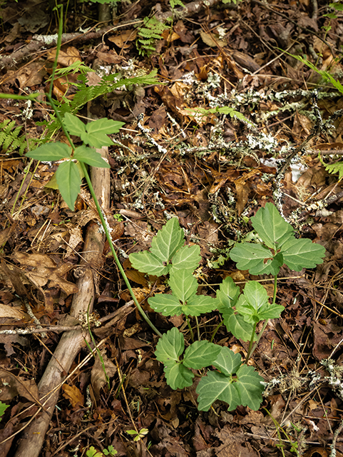 Cardamine diphylla (Crinkleroot) #83539