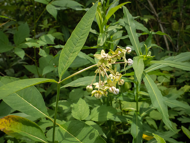 Asclepias exaltata (Poke milkweed) #83548