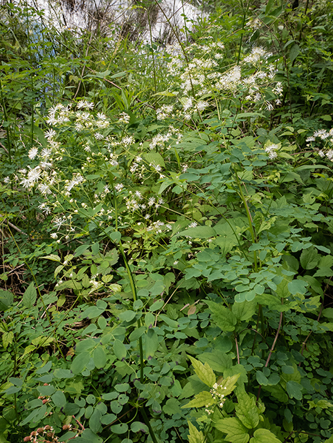 Thalictrum pubescens (King of the meadow) #83552