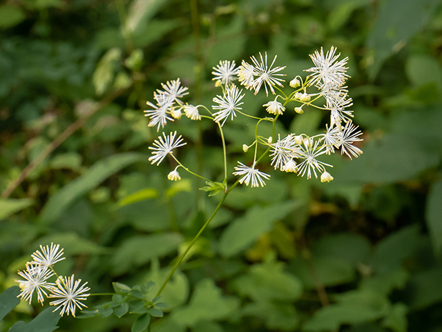 Thalictrum pubescens (King of the meadow) #83554