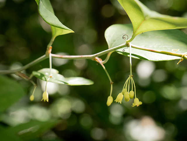 Smilax rotundifolia (Roundleaf greenbriar) #83576