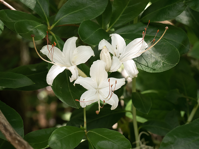 Rhododendron viscosum (Swamp azalea) #83582