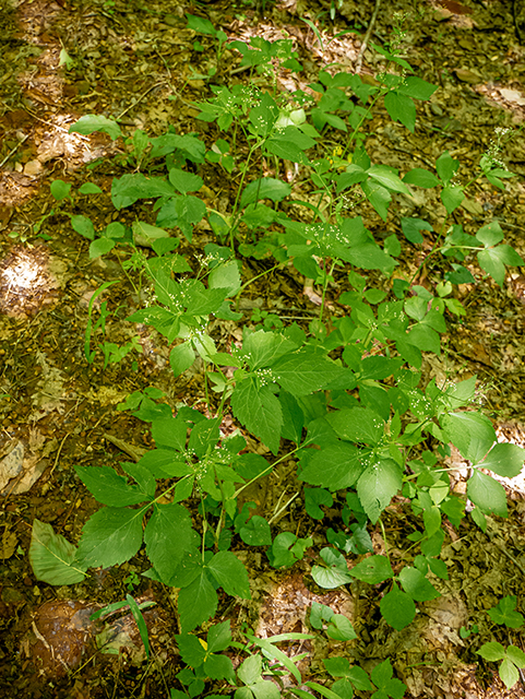 Cryptotaenia canadensis (Canadian honewort) #83589