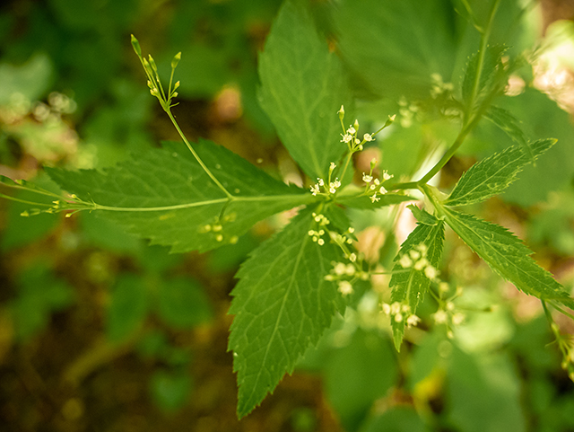 Cryptotaenia canadensis (Canadian honewort) #83590