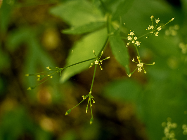 Cryptotaenia canadensis (Canadian honewort) #83591