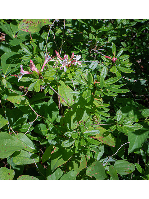 Rhododendron canescens (Mountain azalea) #83605