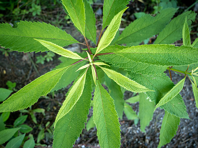 Eutrochium purpureum (Purple joepyeweed) #83632