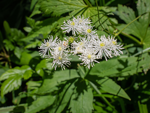 Trautvetteria caroliniensis (Carolina bugbane) #83644