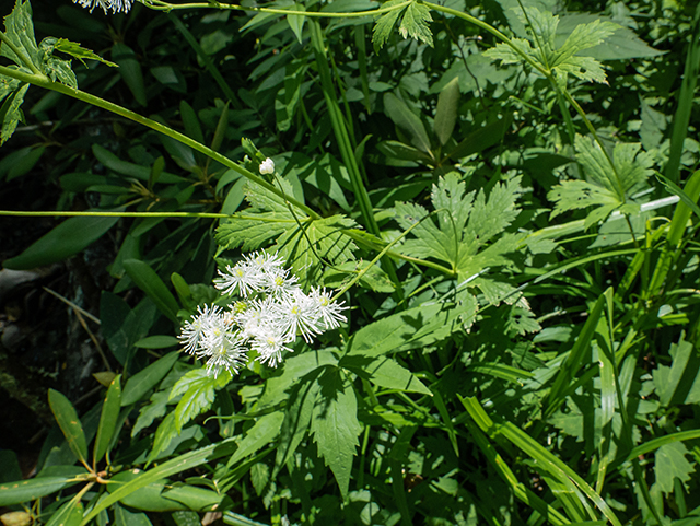 Trautvetteria caroliniensis (Carolina bugbane) #83645