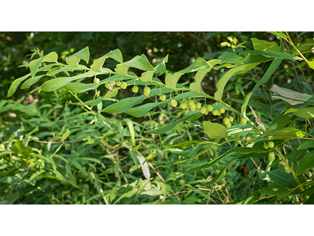 Polygonatum biflorum (Smooth solomon's seal) #83648