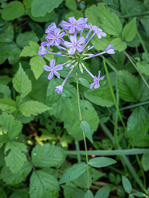 Phlox carolina (Carolina phlox) #83661