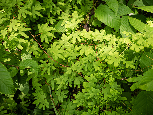 Lygodium palmatum (American climbing fern) #83662