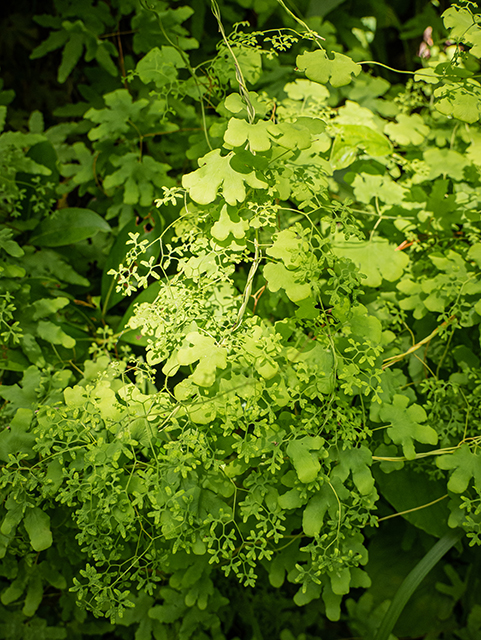 Lygodium palmatum (American climbing fern) #83663