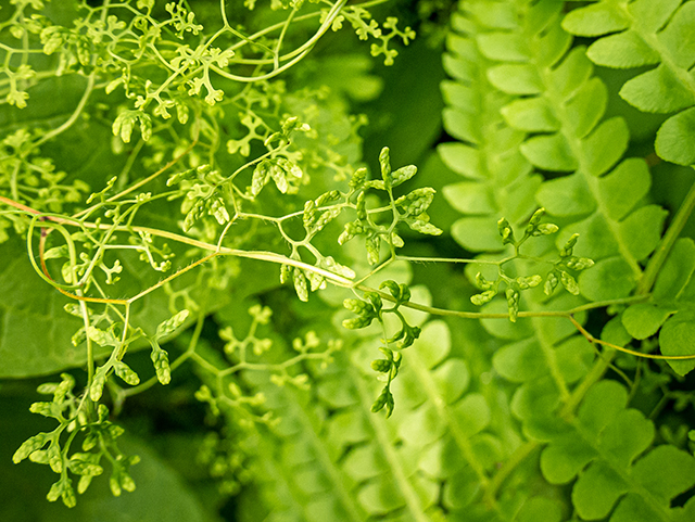 Lygodium palmatum (American climbing fern) #83664