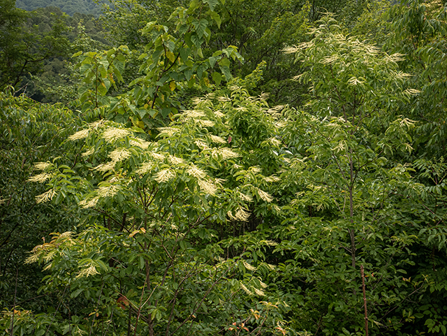 Oxydendrum arboreum (Sourwood) #83667