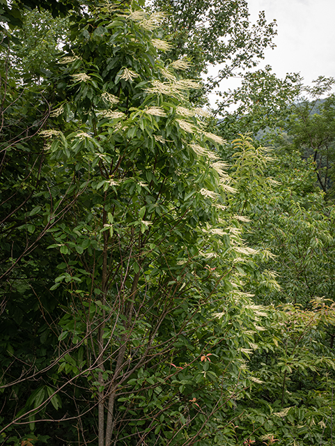 Oxydendrum arboreum (Sourwood) #83669